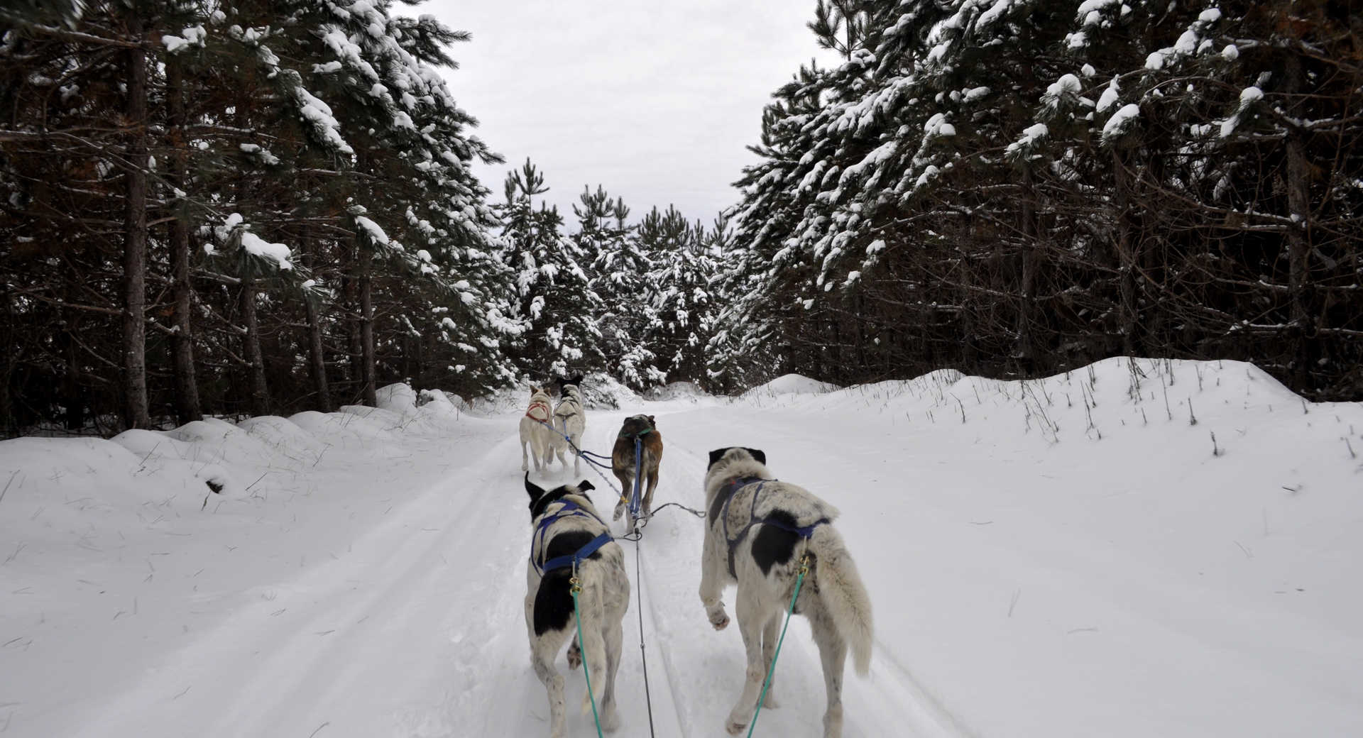 Chien de traineau au Québec - © Pixa Bay Chien de traineau au Québec
