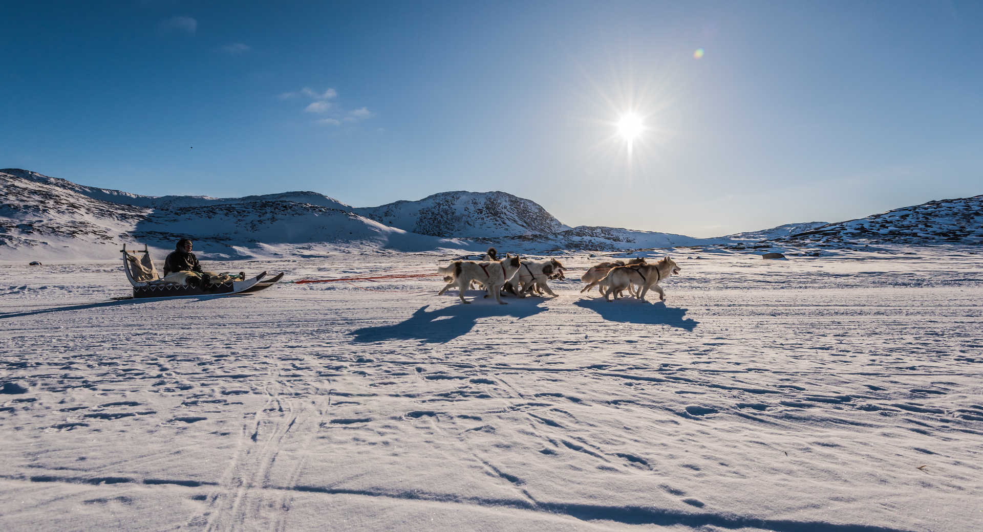 Chien de traineau Inuit Groenland