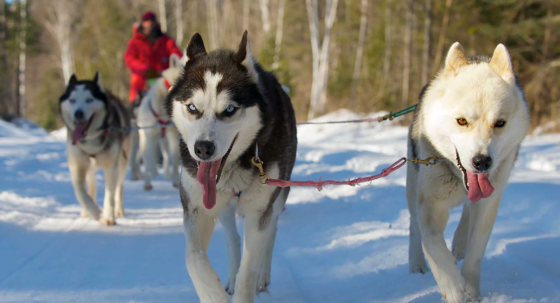Chiens de traineau au Québec l'hiver © Mattawin Chiens de traineau au Québec l'hiver