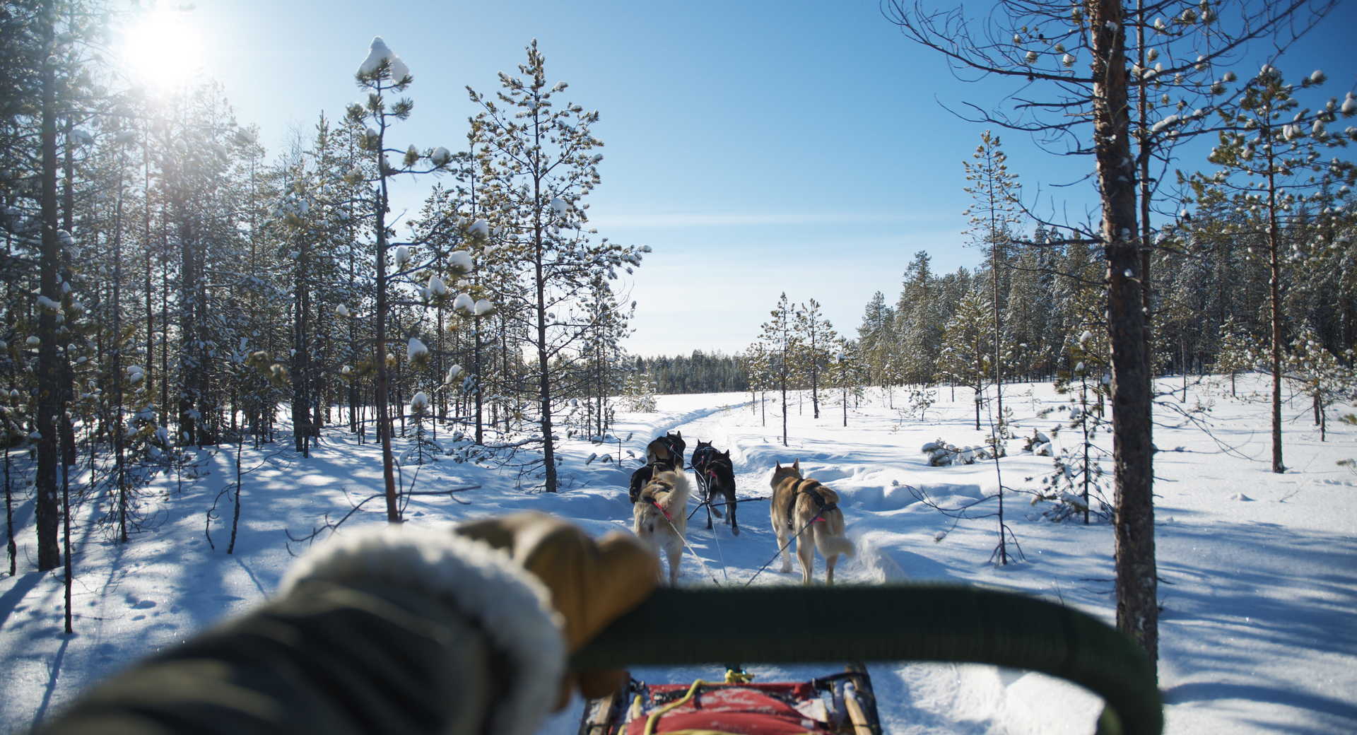 Chiens de traineau Finlande Hossa © Banhegyi Titouan Chiens de traineau Finlande Hossa