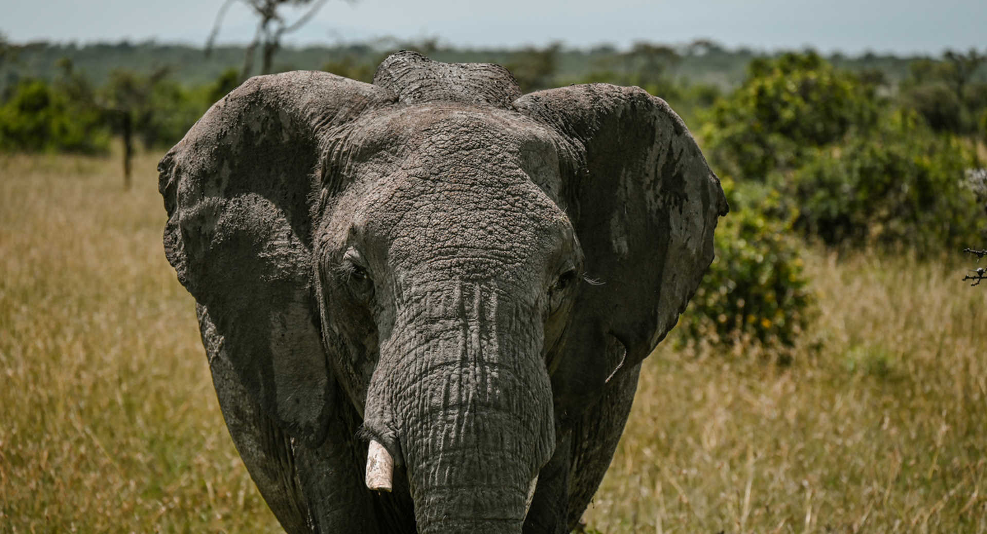 Safari - Kenya du Nord sauvage : un rêve de safari - Voyage Kenya