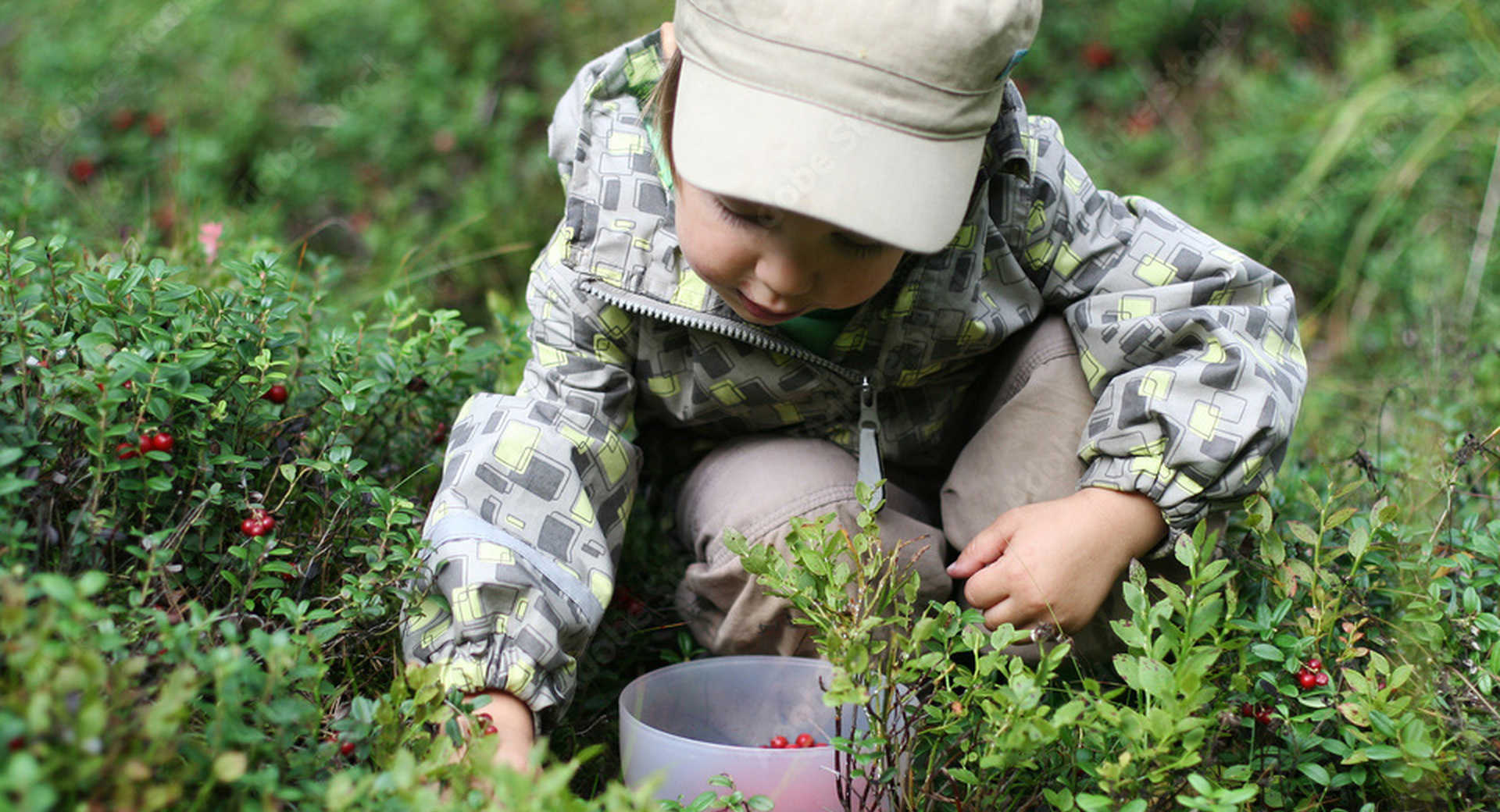 Enfant cueillant des baies sauvages en Finlande