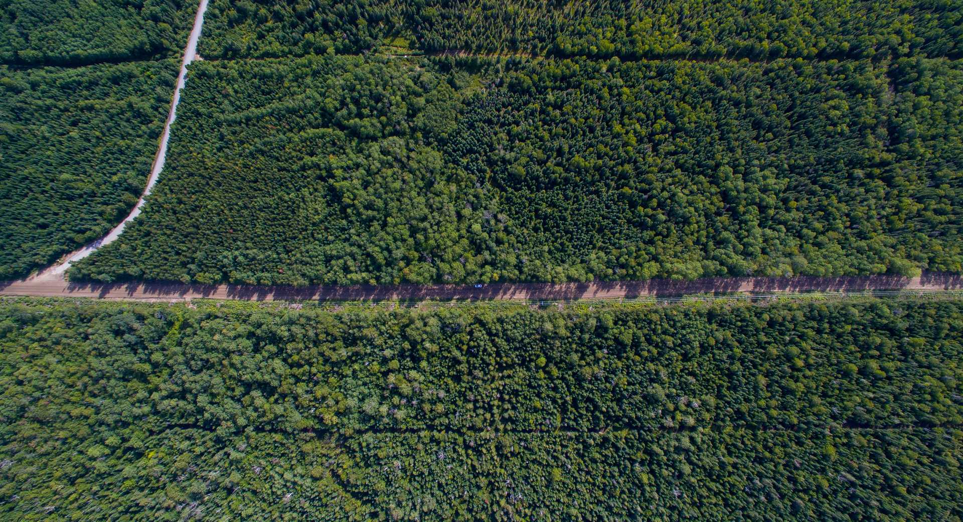 Forêts du Canada - © Valery Jp Forêts du Canada