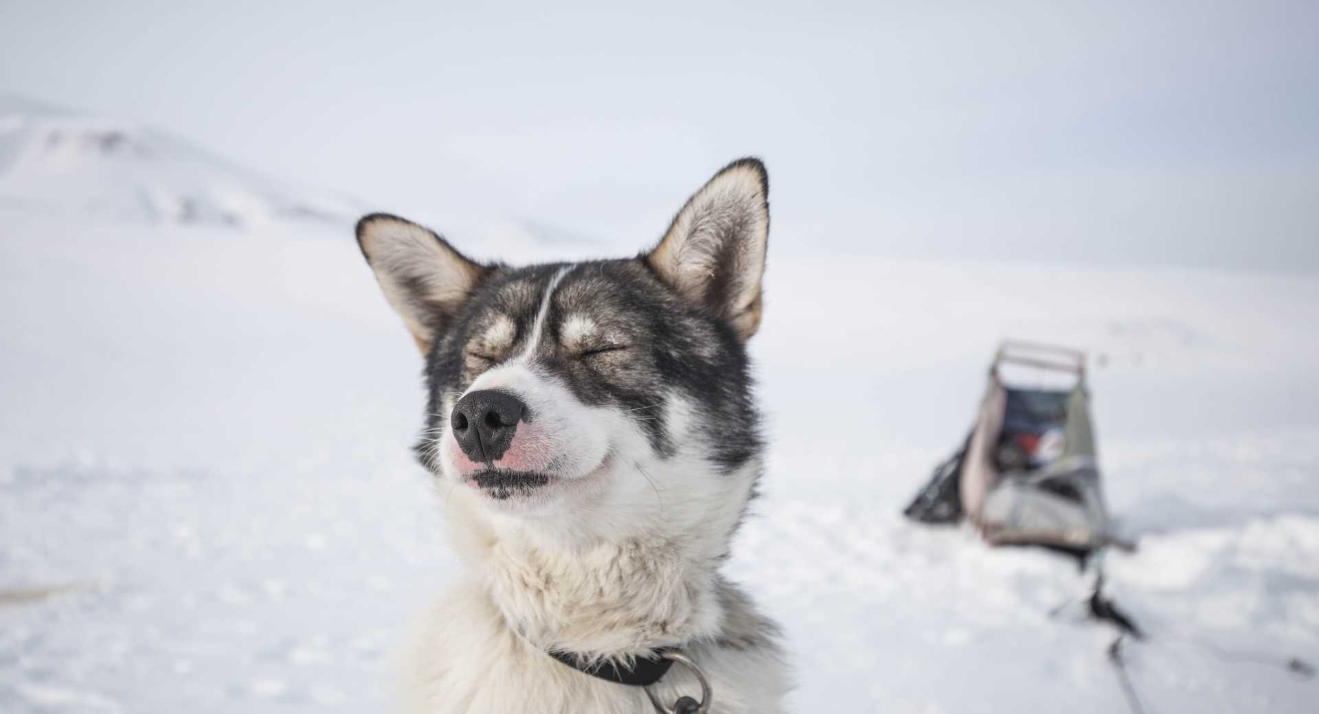 Husky, chien de traîneau au Svalbard - © Padolsey James Husky, chien de traîneau au Svalbard