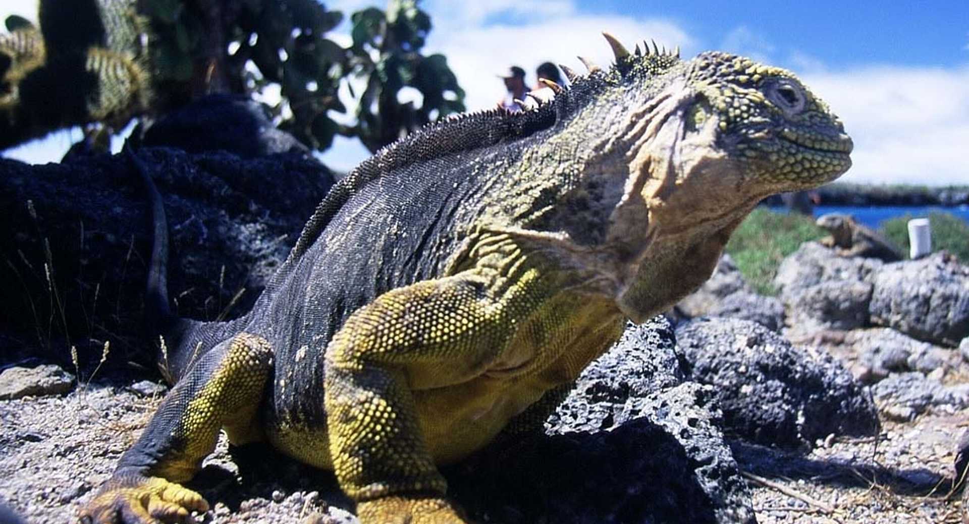 Trek - Andes, Amazonie, Pacifique et Galápagos : voyage au pays des 4 Mondes - Voyage Equateur