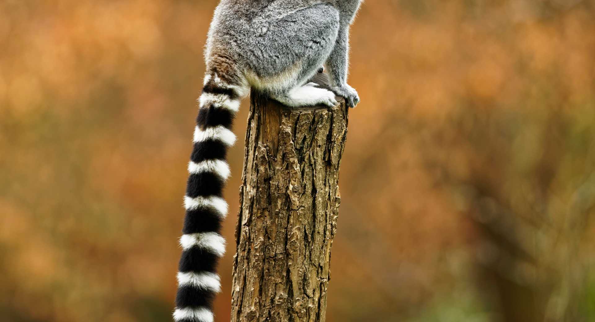 Trek - Immersion au cœur des essentiels de Madagascar - Voyage Madagascar