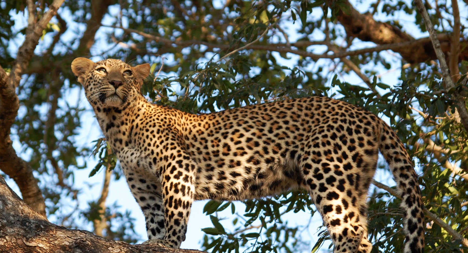 Trek - Expédition du désert du Kalahari aux chutes Victoria - Voyage Botswana