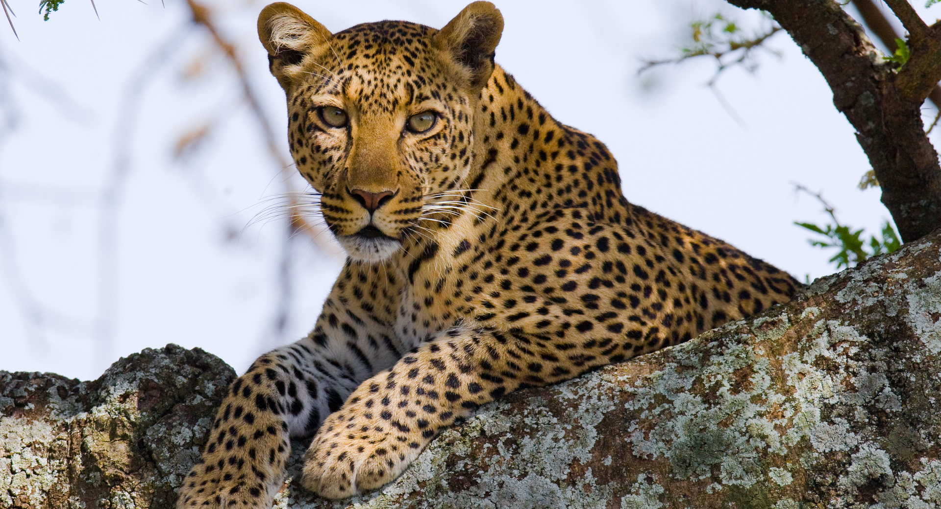 Trek - Rugissements et sable blanc - Voyage Tanzanie
