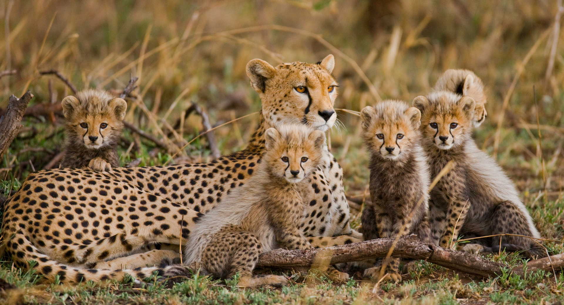 Safari - Best of safari et vallée du Rift en pays Masaï - Voyage Tanzanie