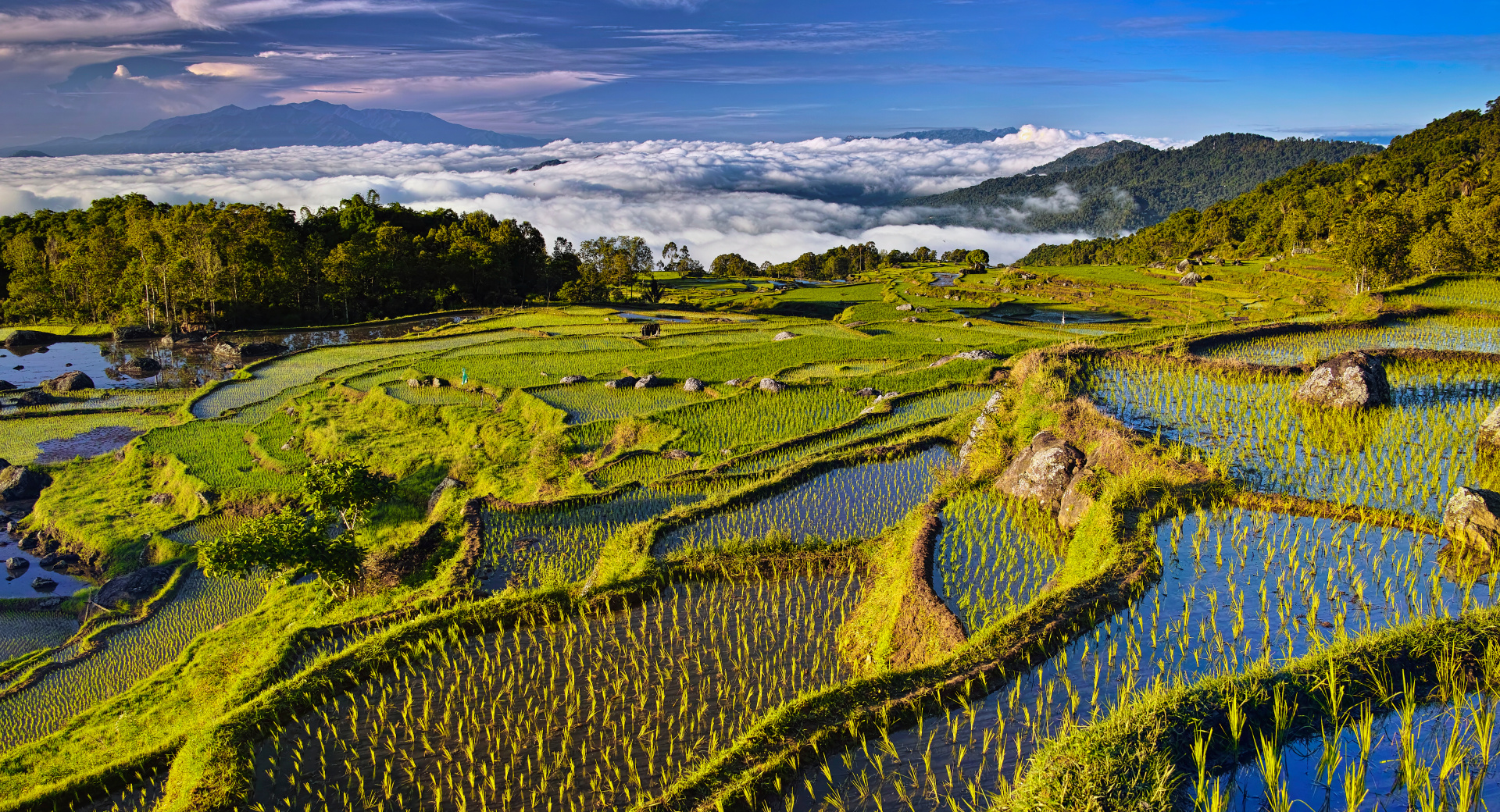 Sulawesi Du Sud Au Nord Voyage Indon sie Atalante sulawesi-du-sud-au-nord-voyage-indon-sie-atalante