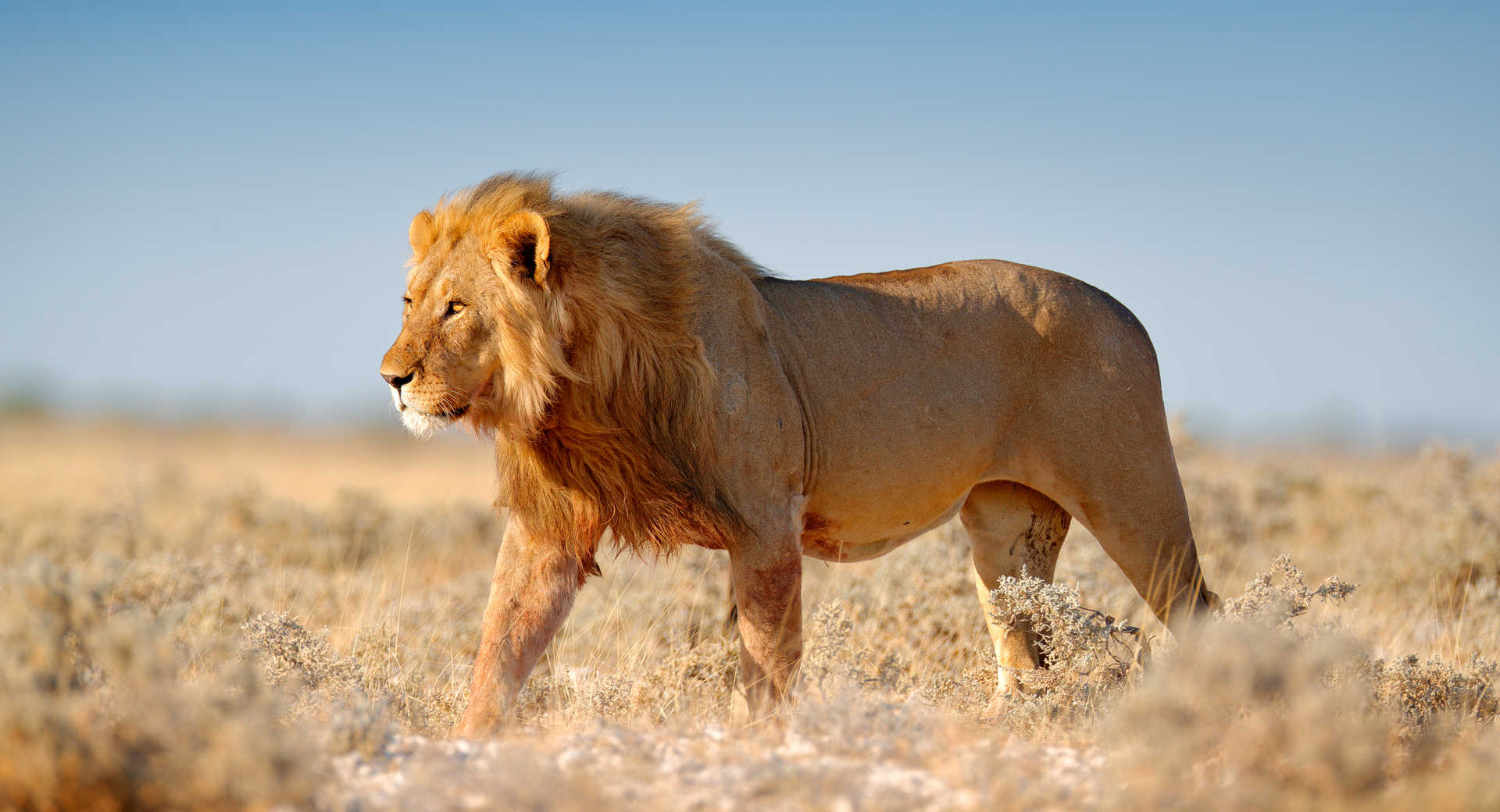 Safari - Intégrale des safaris et randonnées en pays Masaï - Voyage Tanzanie