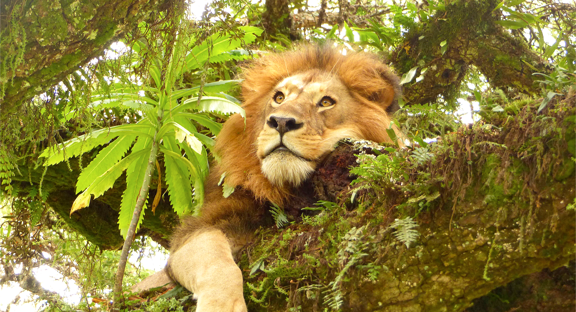 Trek - Safaris, Pays Masaï et Zanzibar : 100% Tanzanie ! - Voyage Tanzanie