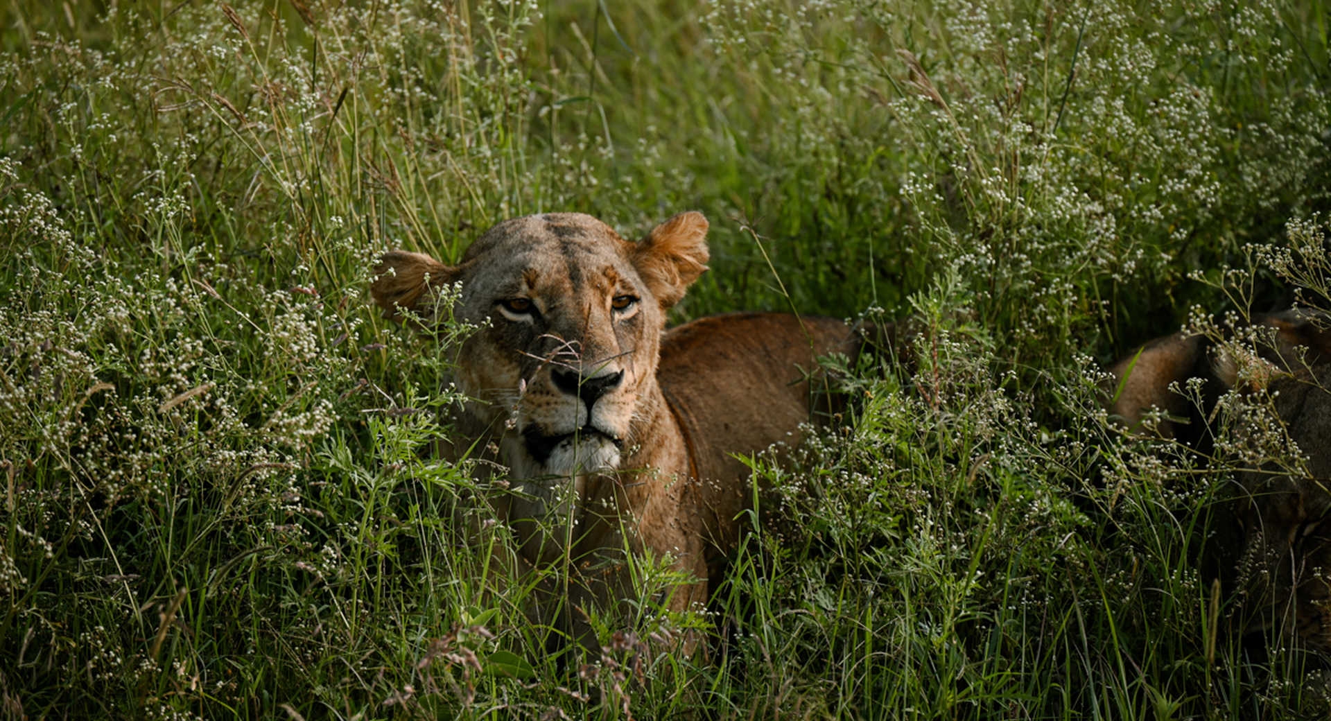 Safari - Safaris en lodge dans les plus beaux parcs kényans - Voyage Kenya