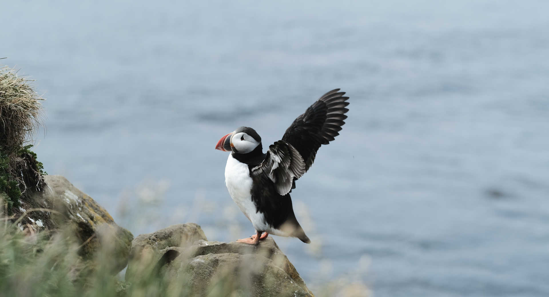 Macareux en Islande, en envol © Ariza Charles Macareux en Islande, en envol
