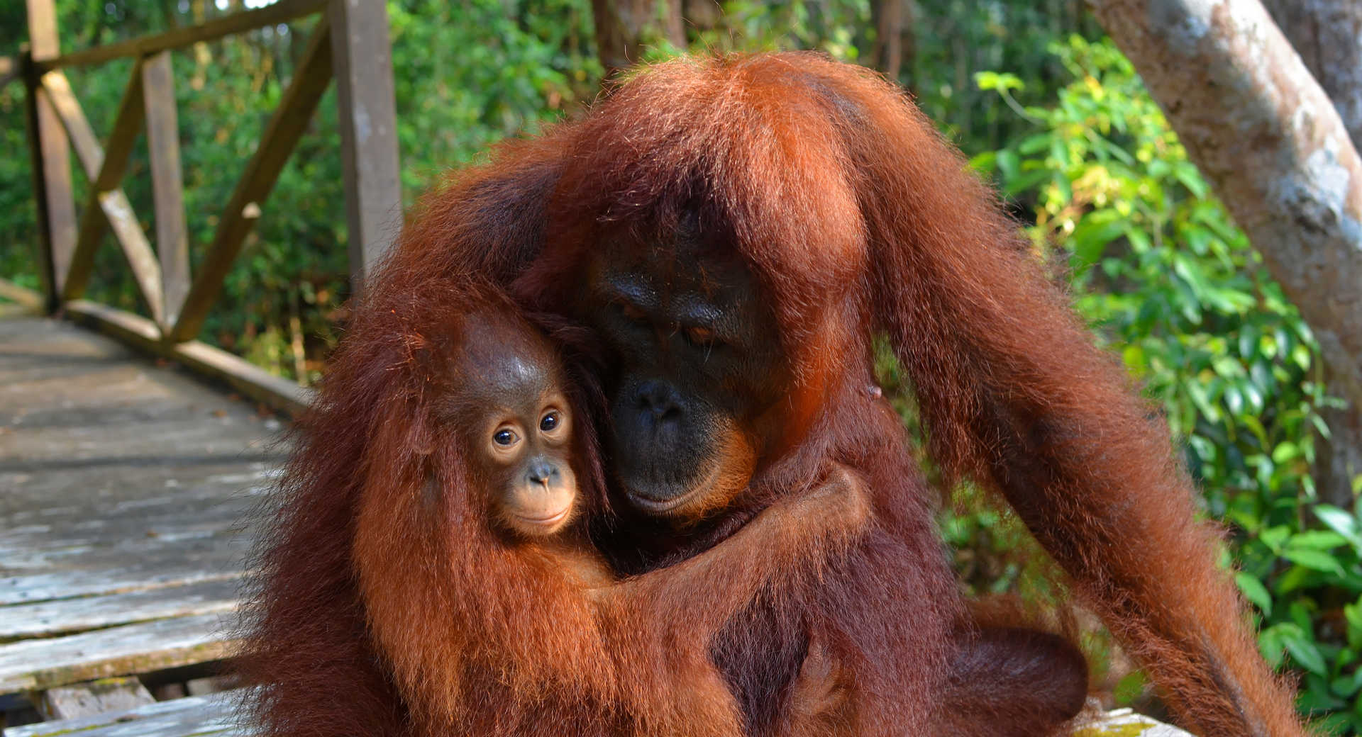 Bornéo : aux frontières de la jungle - Voyage Indonésie
