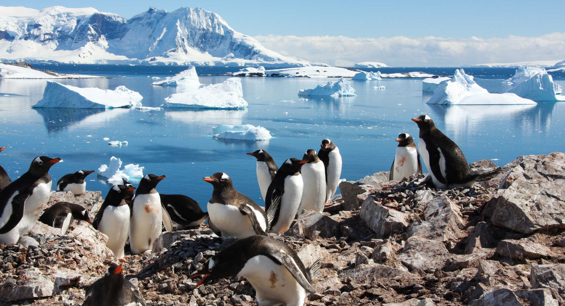 Manchots en Antarctique observés lors d'une croisière