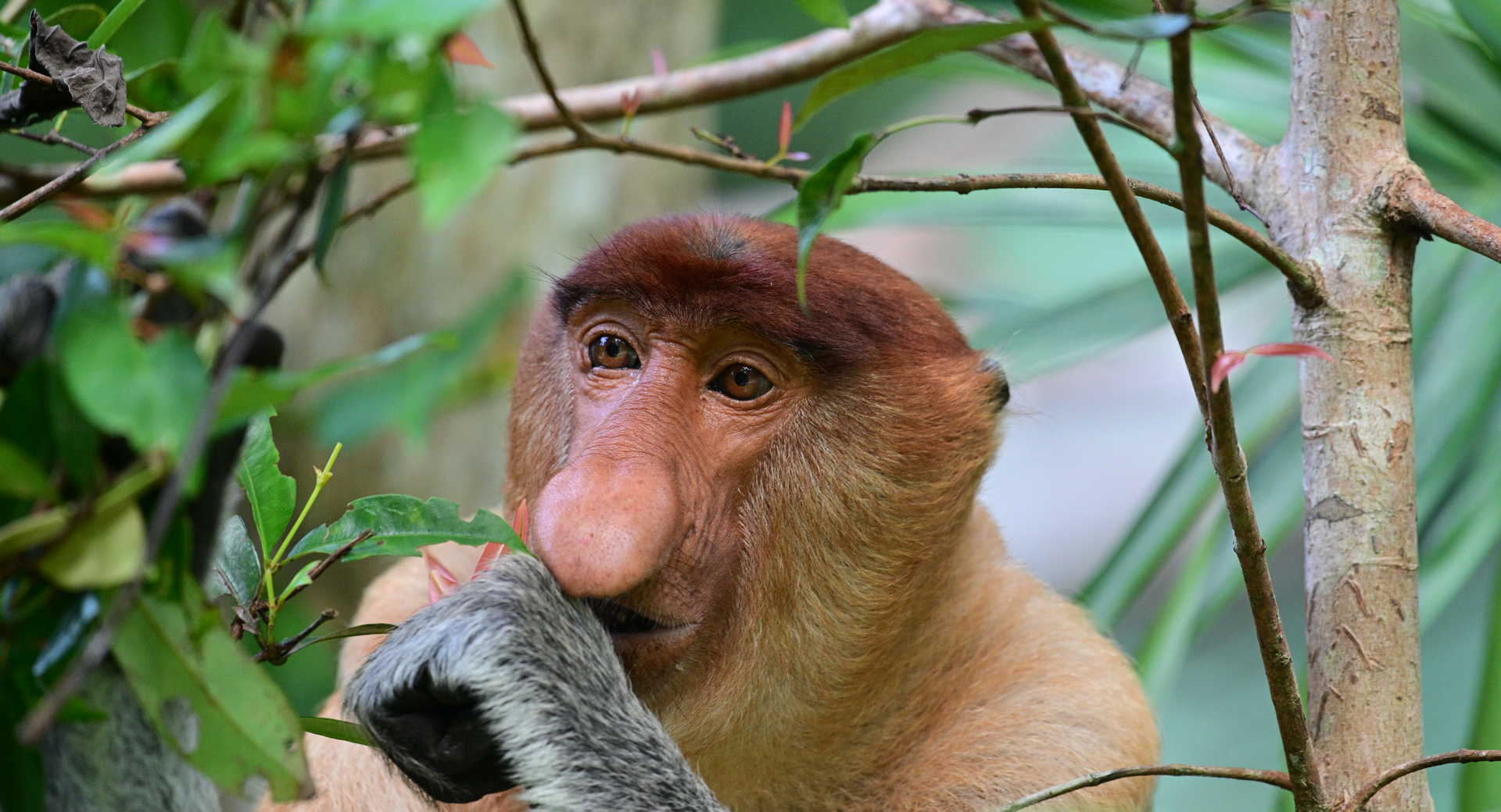 Trek - Bornéo : de Sarawak à Sabah - Voyage Malaisie