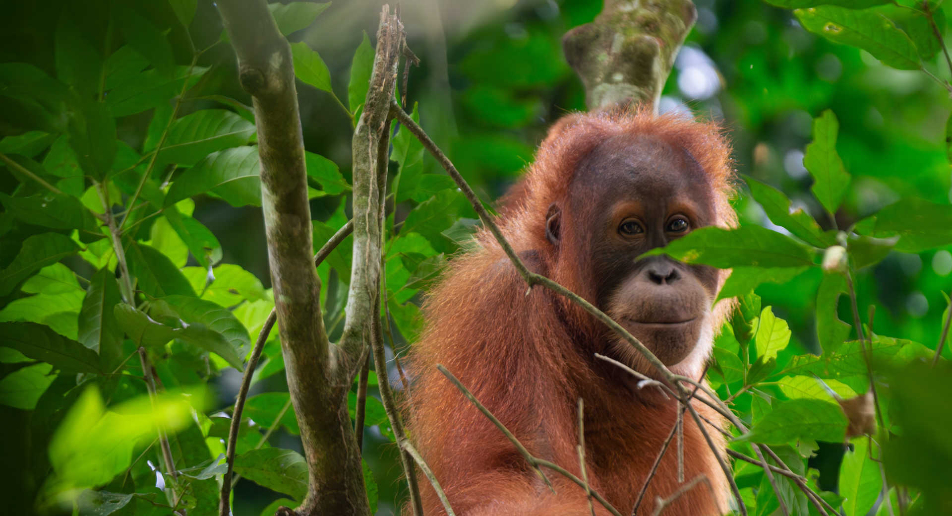 Sumatra, Orangs-Outans et Peuple Batak - Voyage Indonésie