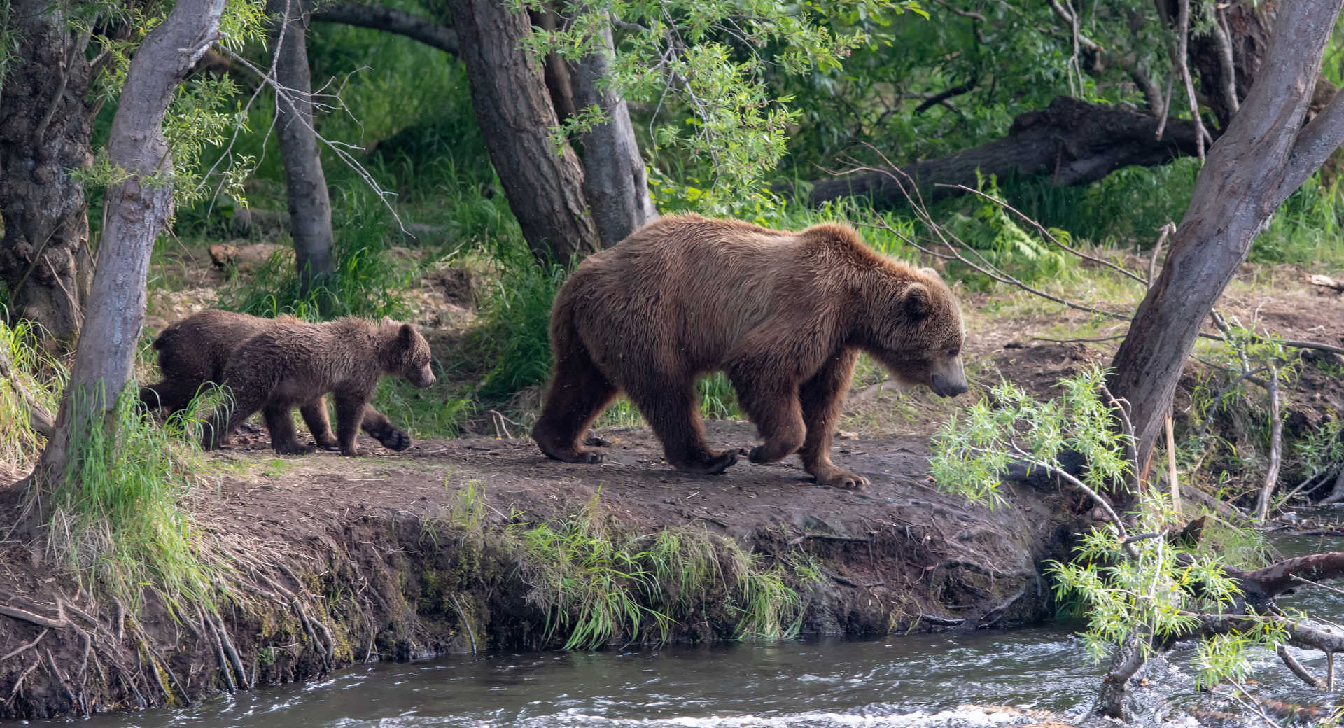 Ours bruns en Russie au Kamtchatka