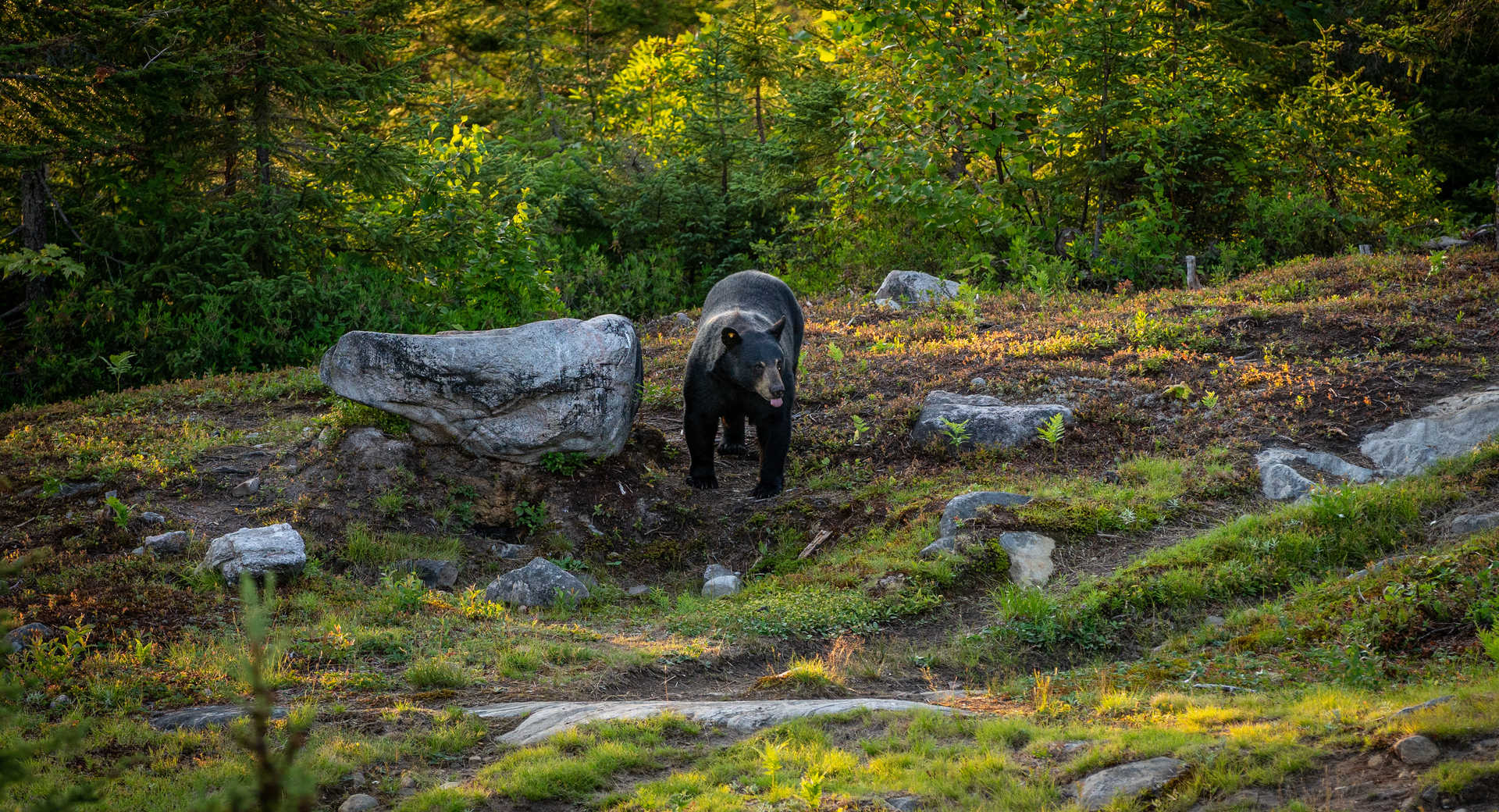 Ours noir au Québec