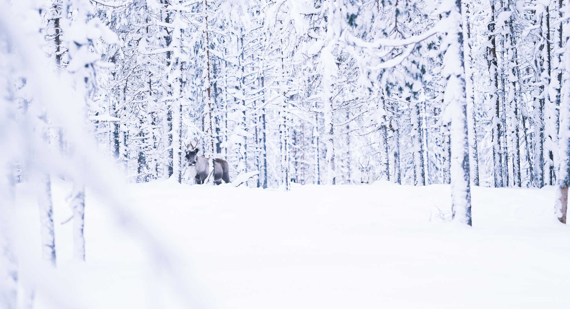 Paysage hiver Finlande avec un renne