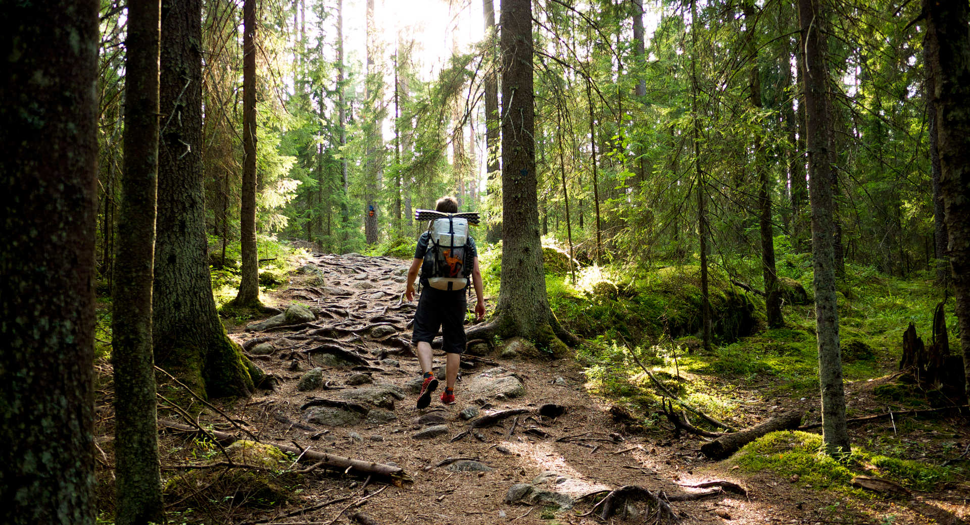 Randonnée dans les forêts de Finlande l'été