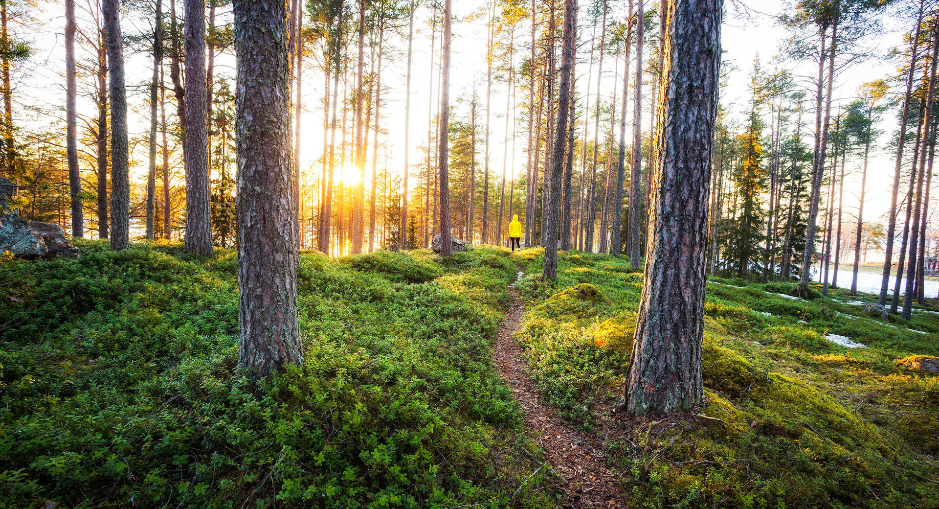 randonnée dans les forêts de Finlande lété