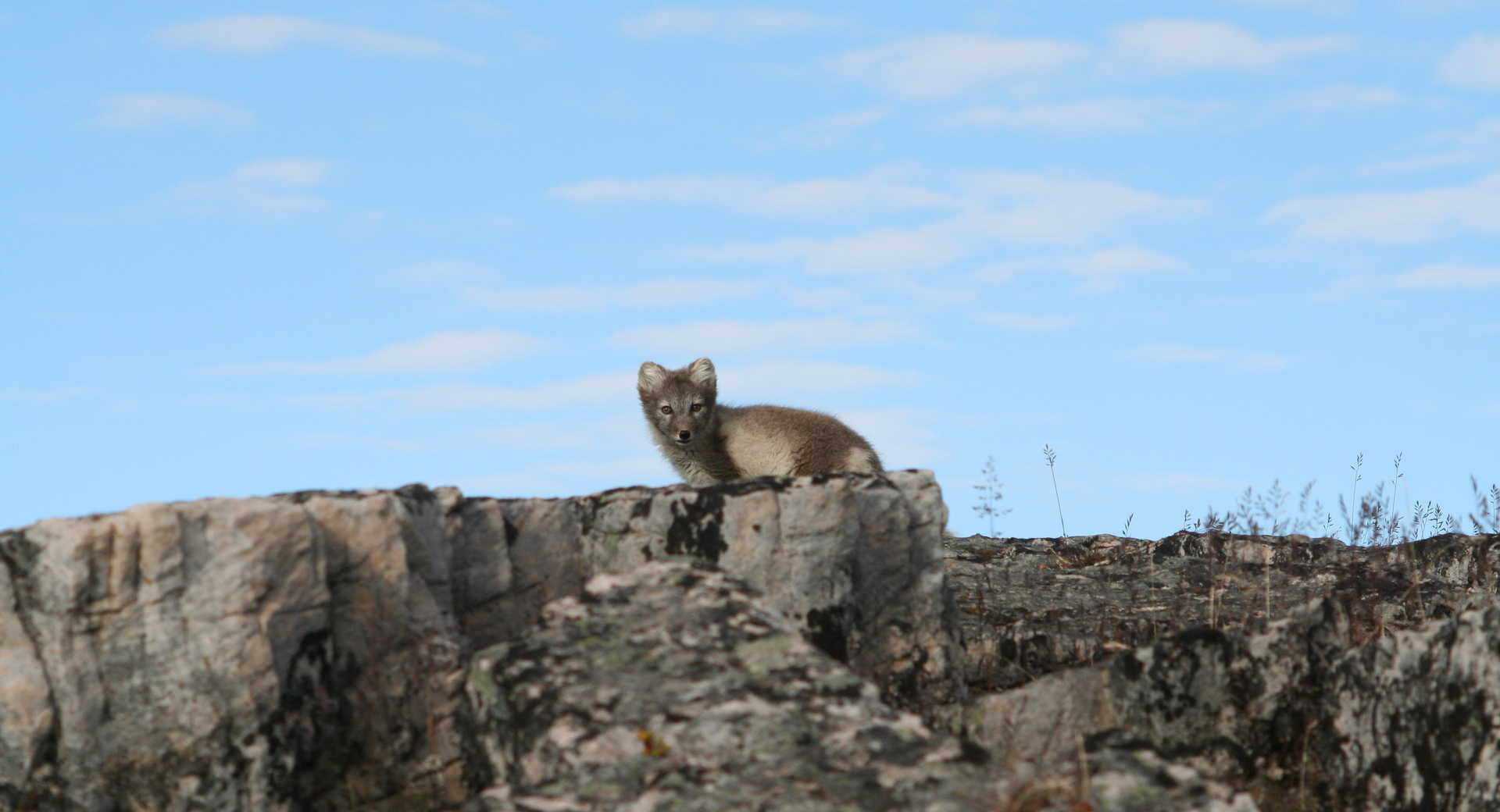 Renard polaire au Svalbard - © Reboisson Gilles Renard polaire au Svalbard