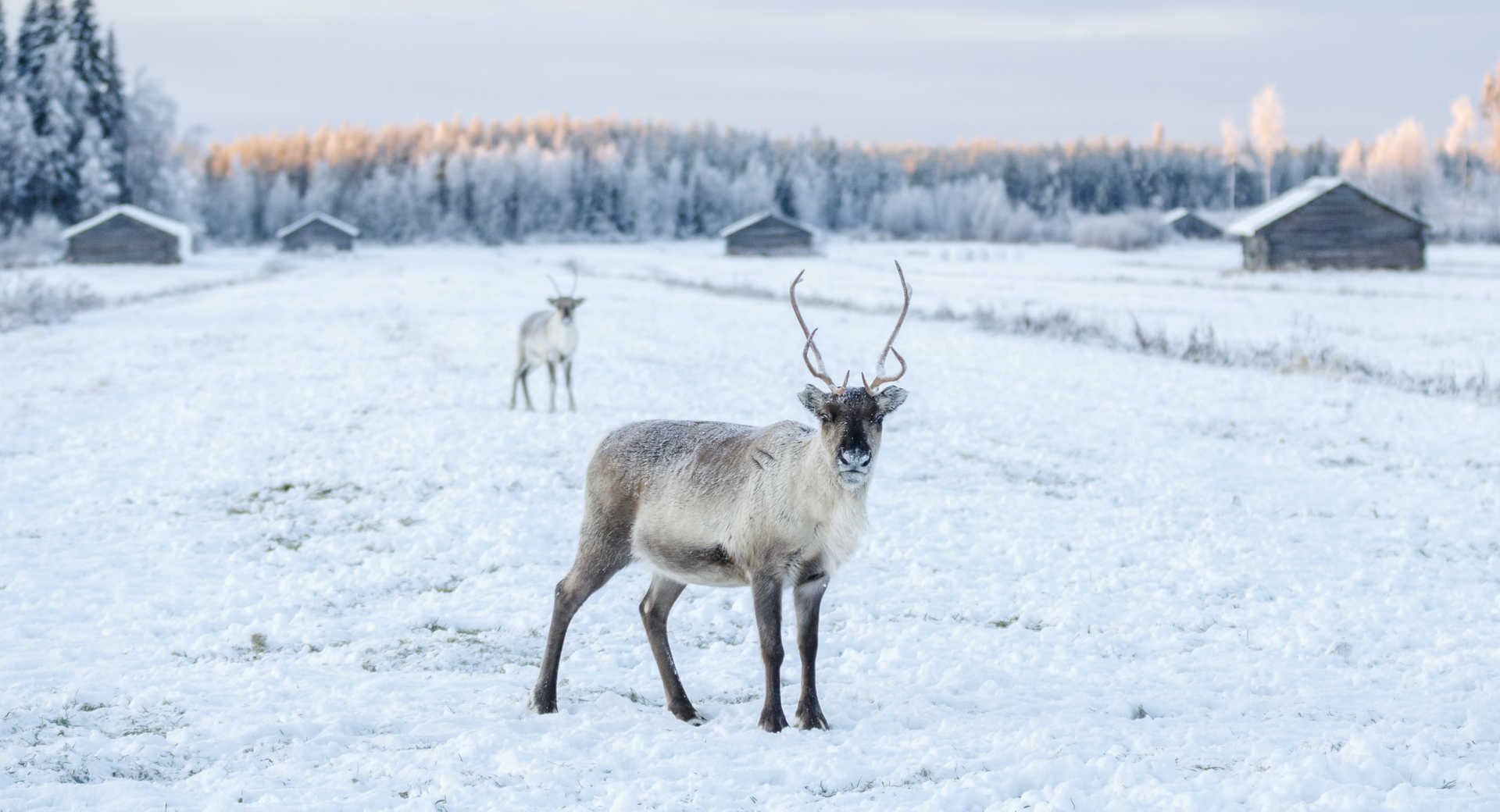 Renne en Finlande