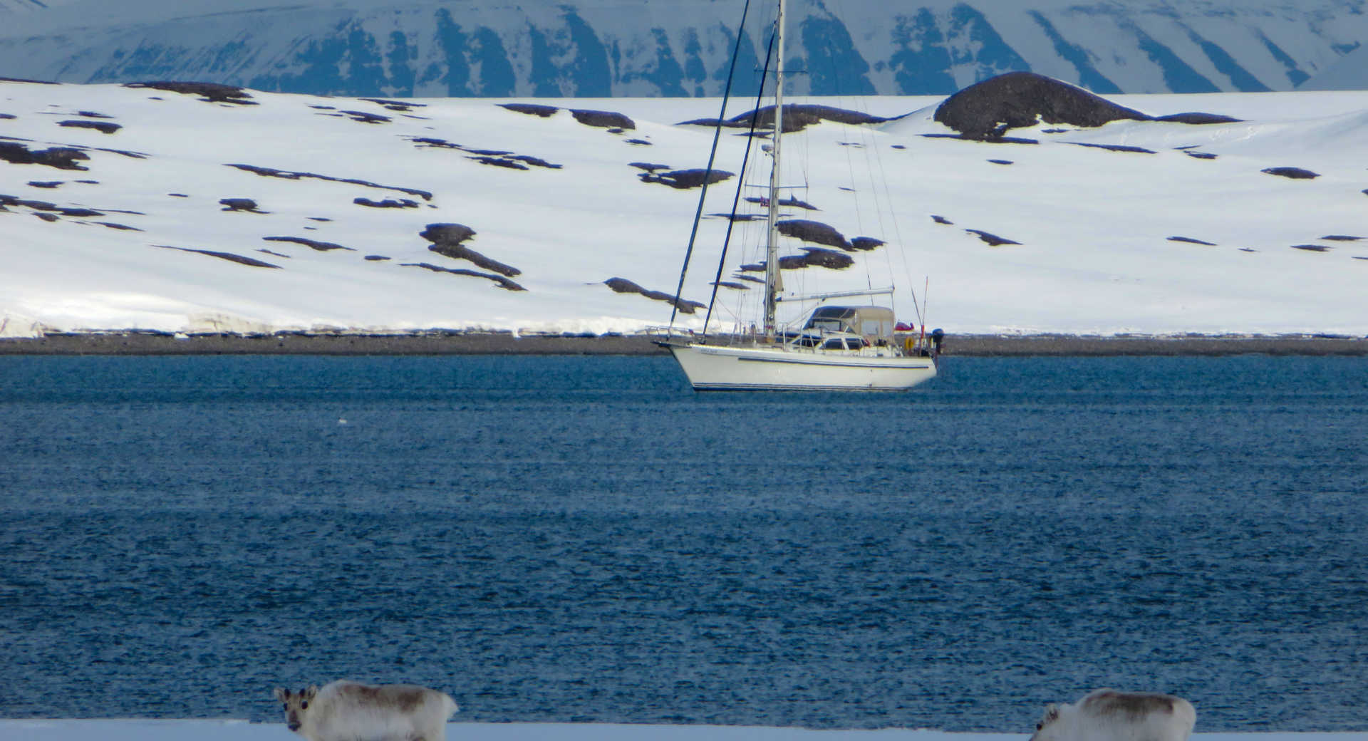 Rennes au Svalbard observé depuis le bateau Sillage - © Vanquathem Marie Diane Rennes au Svalbard observé depuis le bateau Sillage