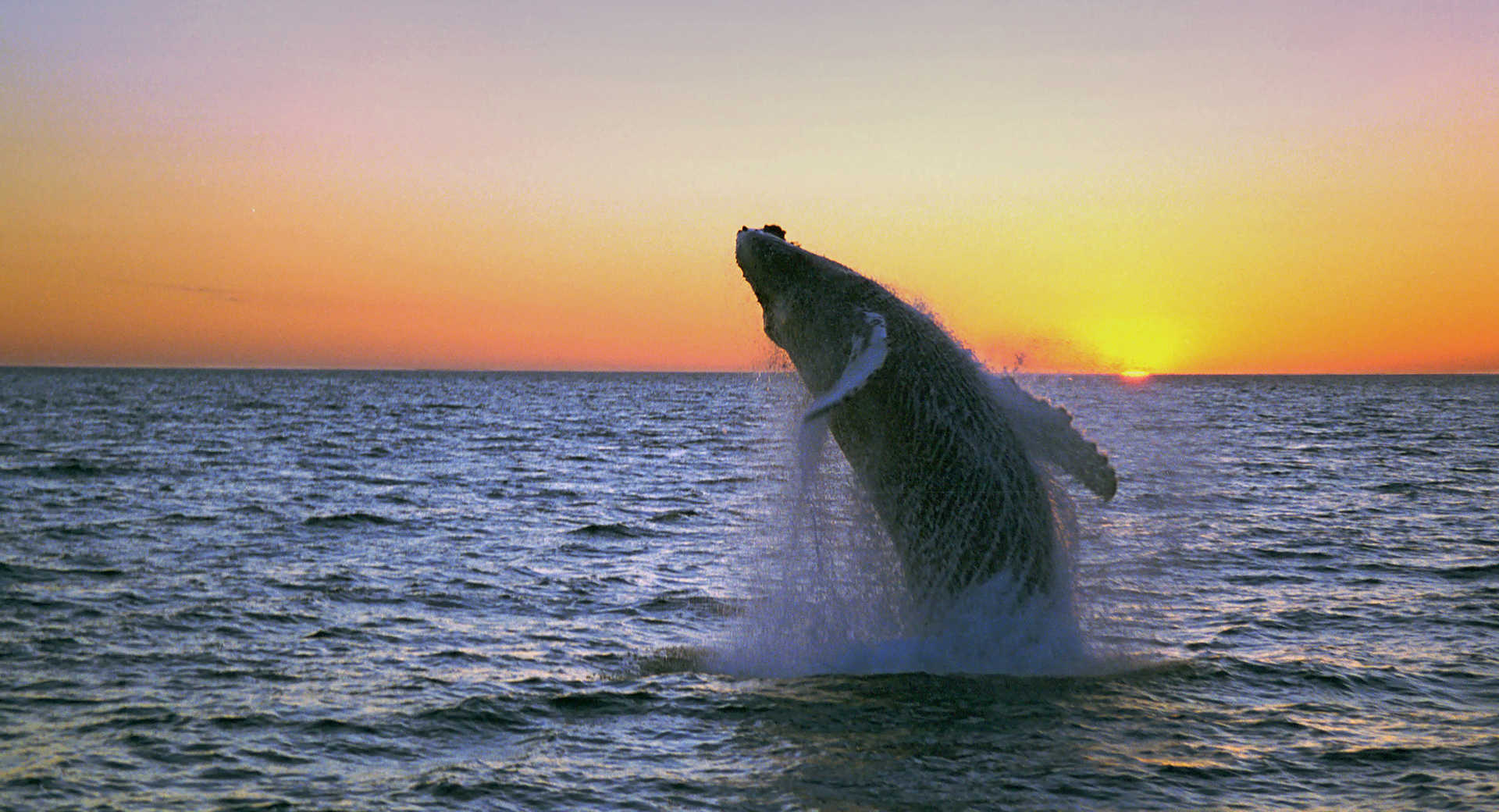 Saut d'une baleine à bosse