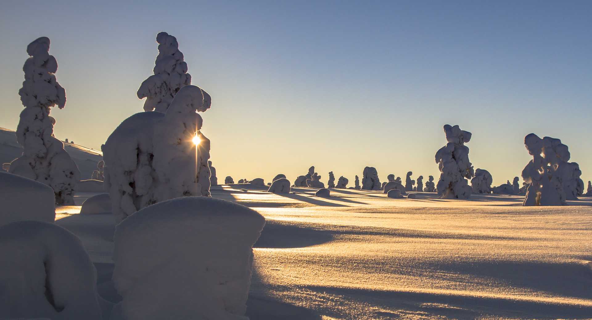 Taiga finlaidaise sous la neige