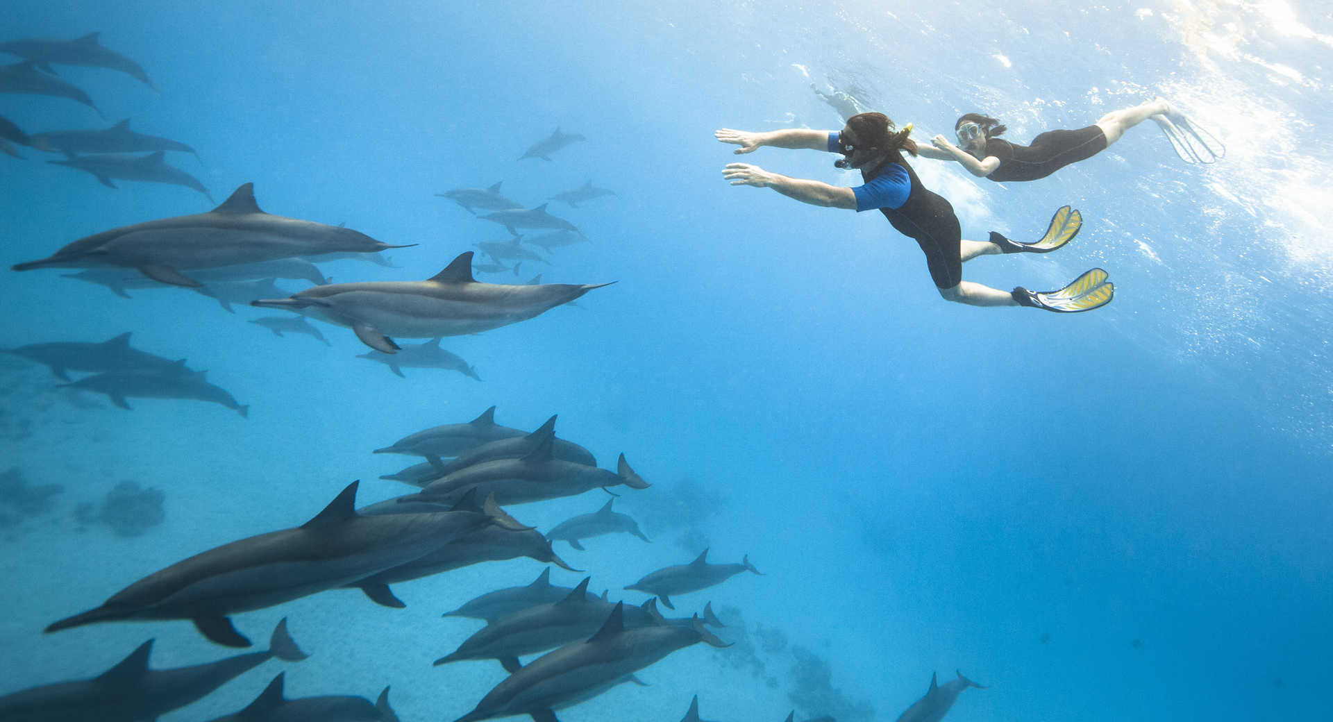 nouvelles vagues rencontre avec les dauphins