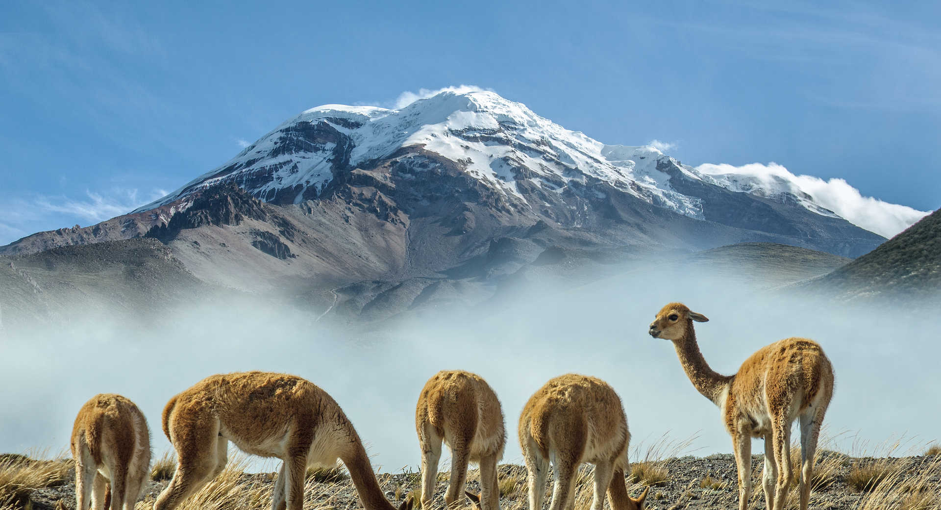 Trek - Géants des Andes : Cotopaxi et Chimborazo - Voyage Equateur