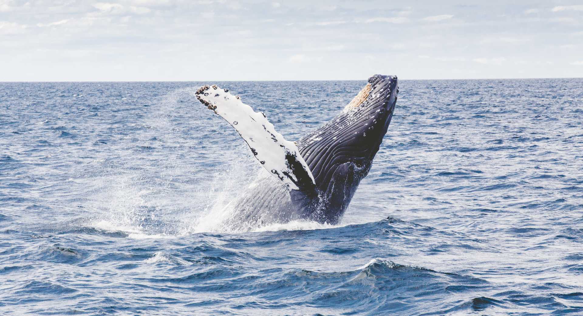 © Thomas Kelley Unsplash Saut de Baleine à bosse
