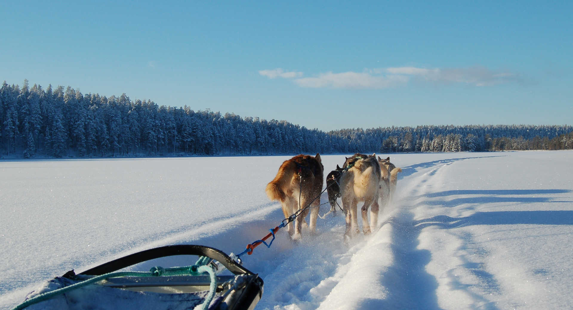 Voyage en chien de traineau - © Norwide Norwide Voyage en chien de traineau