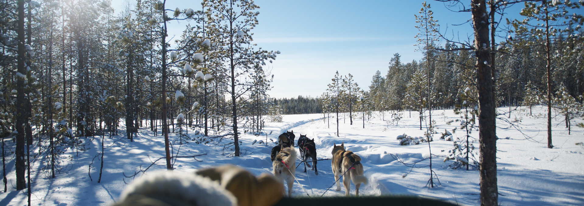 Chiens de traineau Finlande Hossa