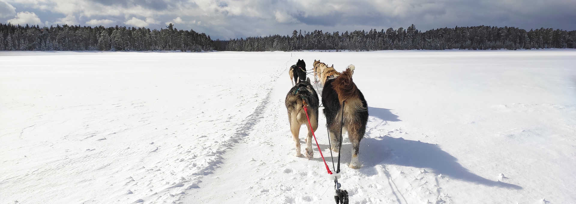 Traineau à chiens sur le lac Taureau gelé