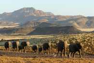 Troupeau d'éléphants en Namibie