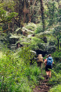 groupe de randonneurs dans une jungle sur la route d'Umbwe dans la forêt jusqu'au mont Kilimandjaro.