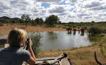 Observation d'éléphants se désaltérant en safari