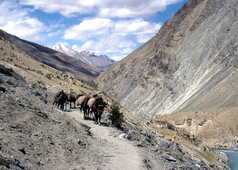Ânes dans la vallée du Zanskar en Inde Himalayenne