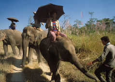 balade en éléphant dans le parc National de Chitwan au Népal