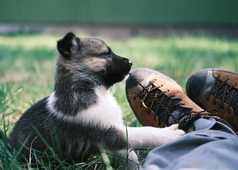 Bébé chien husky en Finlande