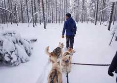 Cani-randonnée en Laponie, Finlande