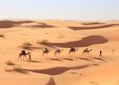Caravane de chameaux dans le désert en Mauritanie