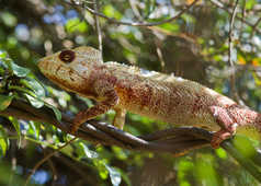 Couleur caméléon à Madagascar