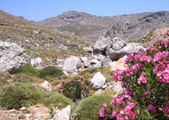 Crète , collines en rocaille et fleurs