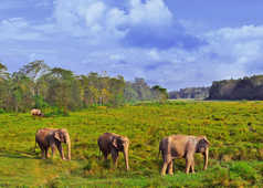 Eléphants dans le parc national de Chitwan au Népal
