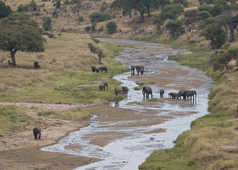 Eléphants traversant la rivière Tarangire en Tanzanie